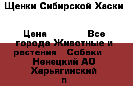 Щенки Сибирской Хаски › Цена ­ 20 000 - Все города Животные и растения » Собаки   . Ненецкий АО,Харьягинский п.